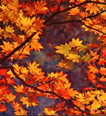 Autumn